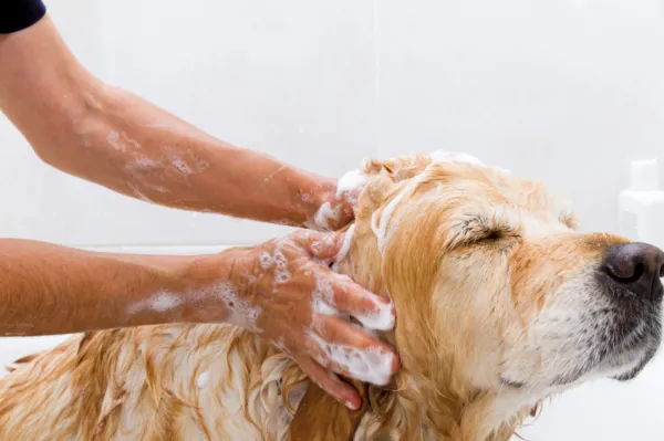 baños antipulgas en mascotas