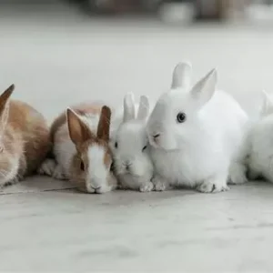 Conejo