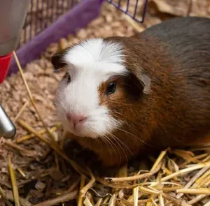 cuyos criados para mascota