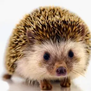 mascota erizo