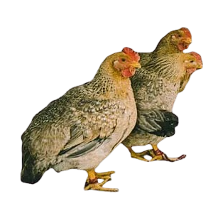 gallinas ponedoras chicas