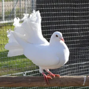 Paloma Colipavo