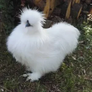 pollo-chino-pluma-de-seda